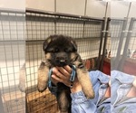 Small Photo #2 German Shepherd Dog Puppy For Sale in NEOSHO, MO, USA