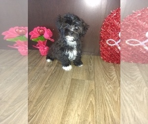 Maltese Puppy for sale in LAPEER, MI, USA