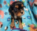 Small Photo #35 Aussalier Puppy For Sale in ATHOL, ID, USA