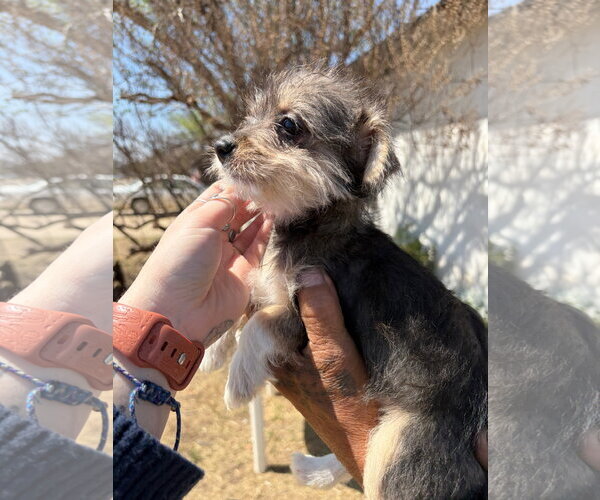 Medium Photo #4 Dachshund-Unknown Mix Puppy For Sale in Grafton, WI, USA