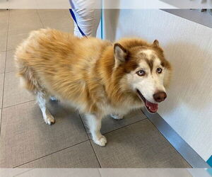 Medium Siberian Husky Mix