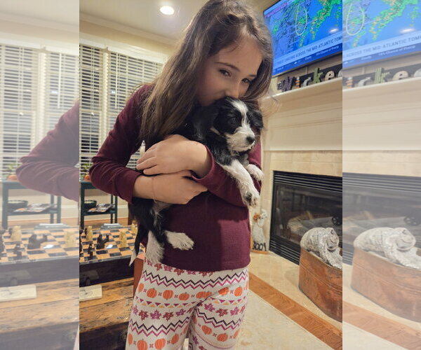 Medium Photo #2 Dachshund-Unknown Mix Puppy For Sale in Holly Springs, NC, USA