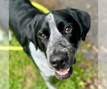 Small #6 German Shorthaired Pointer Mix