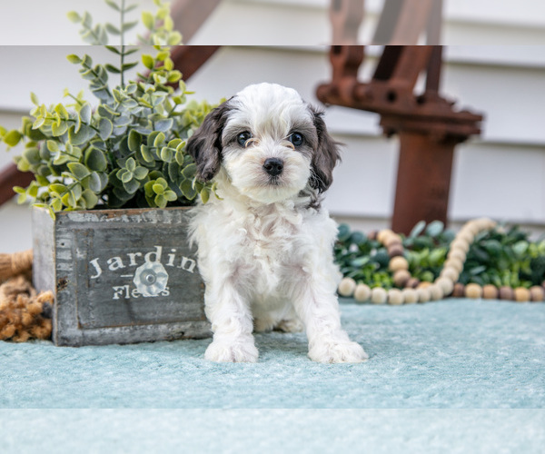 Medium Photo #2 Cavapoo Puppy For Sale in MIDDLEBURY, IN, USA
