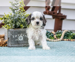 Small #1 Cavapoo