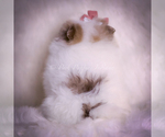Small #6 Pomeranian