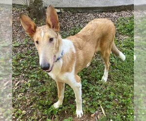 Mutt Dogs for adoption in Dublin, OH, USA