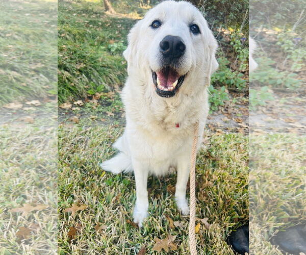 Medium Photo #2 Great Pyrenees Puppy For Sale in Spring, TX, USA