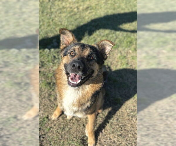 Medium Photo #1 German Shepherd Dog Puppy For Sale in Riverside, CA, USA