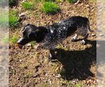 Small Photo #9 Dachshund Puppy For Sale in Shelbyville, TN, USA