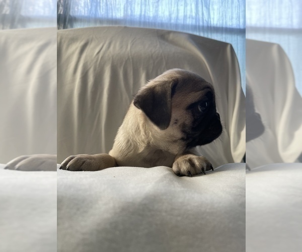 Medium Photo #7 Pug Puppy For Sale in ISLANDTON, SC, USA