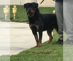Rottweiler Puppy for sale in CORONA, CA, USA