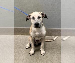 Mastiff-Unknown Mix Dogs for adoption in Las Vegas, NV, USA