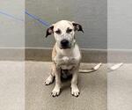 Small Mastiff Mix