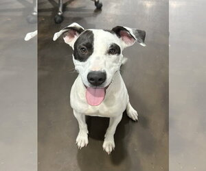 American Pit Bull Terrier Dogs for adoption in Corning, AR, USA