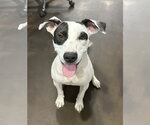 Small American Pit Bull Terrier