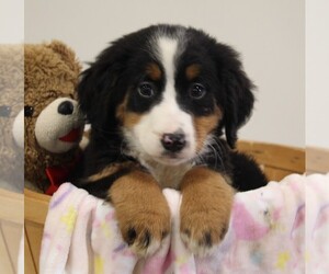 Bernese Mountain Dog Puppy for sale in FREDERICKSBURG, OH, USA