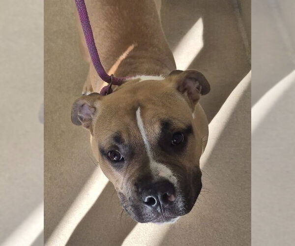 Medium Photo #2 Mutt Puppy For Sale in Decatur, IL, USA