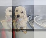 Small Photo #1 Bichon Frise-Unknown Mix Puppy For Sale in Studio City, CA, USA