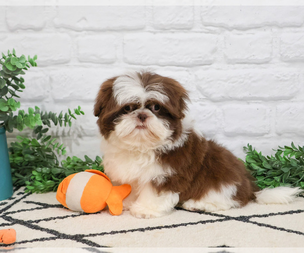 Medium Photo #7 Shih Tzu Puppy For Sale in SYRACUSE, IN, USA