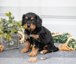 Small #2 Cavapoo