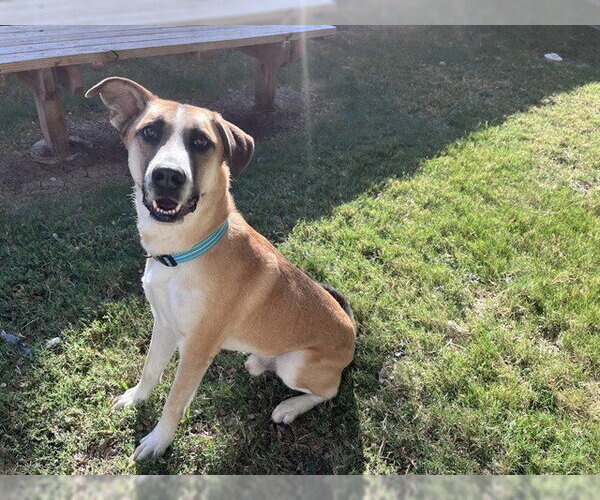 Medium Photo #1 Anatolian Shepherd-Unknown Mix Puppy For Sale in Plano, TX, USA