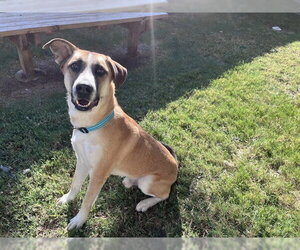 Anatolian Shepherd-Unknown Mix Dogs for adoption in Plano, TX, USA