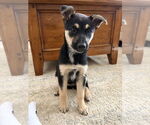 Small #5 German Shepherd Dog Mix