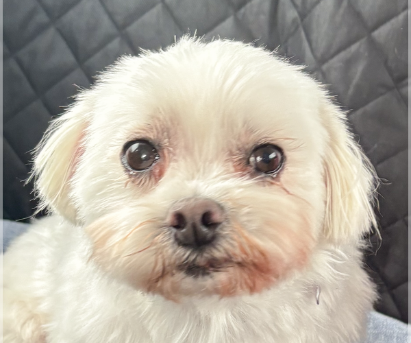 Medium Photo #1 Maltese-Unknown Mix Puppy For Sale in San Ramon, CA, USA