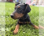Small #2 Doberman Pinscher