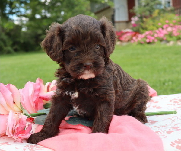 Medium Photo #7 Cavapoo Puppy For Sale in THORP, WI, USA