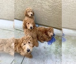 Small Photo #5 Poodle (Standard) Puppy For Sale in OAKLAND, CA, USA