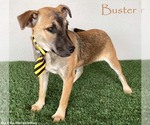 Small #6 Jack Russell Terrier Mix