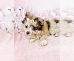 Pomeranian Puppy for sale in TAMPA, FL, USA