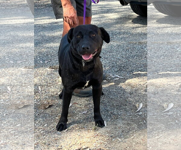Medium Photo #1 Labrador Retriever-Unknown Mix Puppy For Sale in San Diego, CA, USA