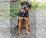 Small #1 Rottweiler