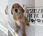Grover - Male Golden Retriever Puppy for Sale - Photo #3