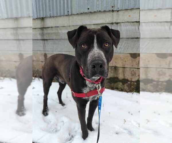 Medium Photo #2 Mutt Puppy For Sale in Elmsford, NY, USA