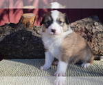 Small Photo #1 English Shepherd Puppy For Sale in LAKE WILDWOOD, CA, USA