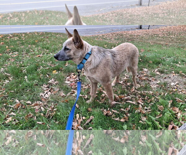 Medium Photo #7 Mutt Puppy For Sale in Sebec, ME, USA