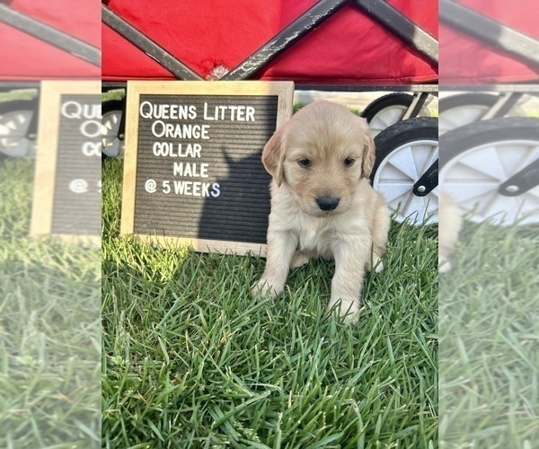 Medium Photo #3 Golden Retriever Puppy For Sale in ONTARIO, CA, USA