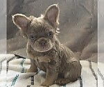 Small #1 French Bulldog