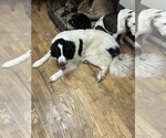 Small #4 Great Pyrenees