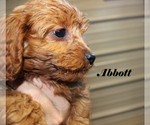 Small #7 Cavapoo