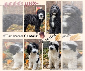 Saint Berdoodle Puppy for sale in LEWISTON, MN, USA