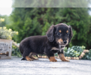 Medium Dachshund