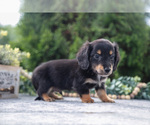 Puppy Tucker Dachshund