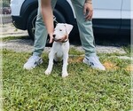 Small Photo #2 Dogo Argentino Puppy For Sale in MIAMI, FL, USA