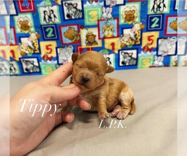 Medium Photo #1 Maltipoo (Miniature) Puppy For Sale in WINNSBORO, LA, USA