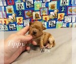 Image preview for Ad Listing. Nickname: Tippy